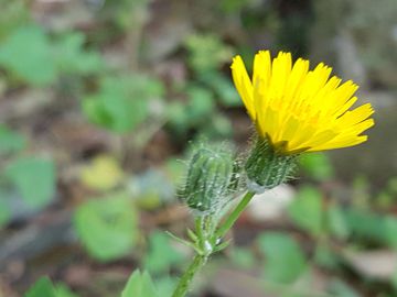 Asteraceae: Sonchus tenerrimus