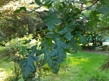 Quercia da determinare