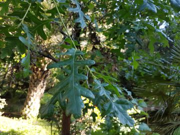 Quercia da determinare