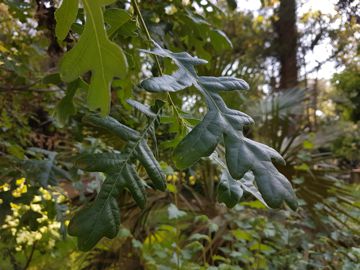 Quercia da determinare