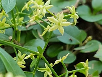 Galium sp.?  No, Rubia peregrina