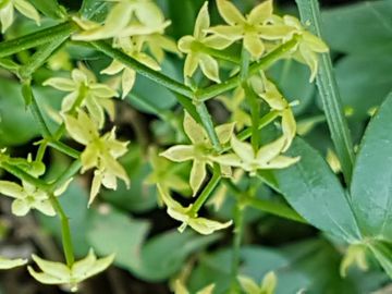 Galium sp.?  No, Rubia peregrina