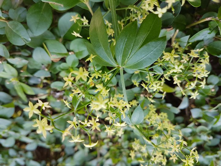 Galium sp.?  No, Rubia peregrina