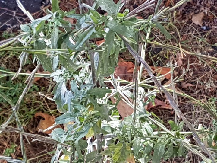 Sisymbrium officinale  / Erba cornacchia comune (Brassicaceae)