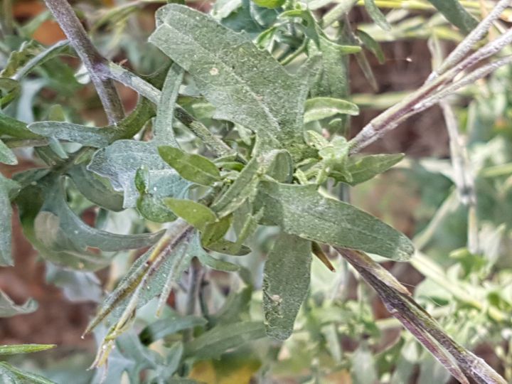 Sisymbrium officinale  / Erba cornacchia comune (Brassicaceae)