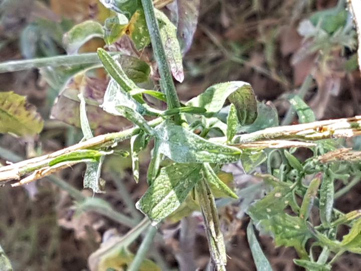 Sisymbrium officinale  / Erba cornacchia comune (Brassicaceae)