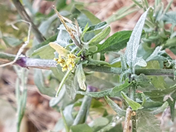 Sisymbrium officinale  / Erba cornacchia comune (Brassicaceae)