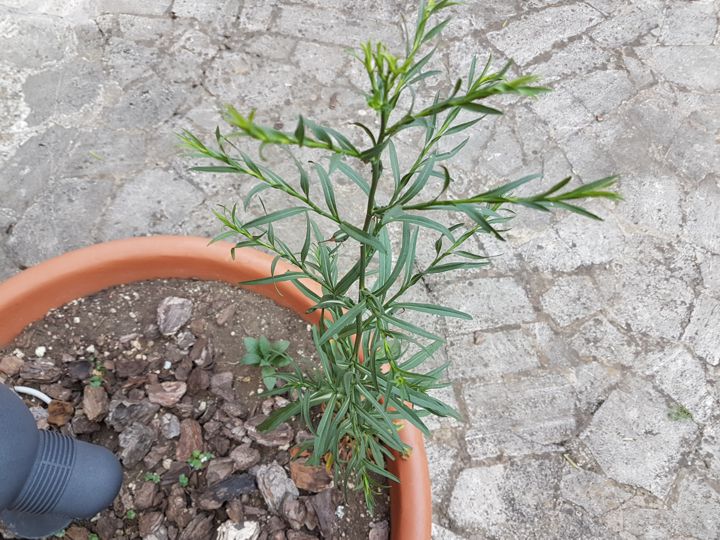 Pianta spontanea in Via Flaminia - Symphyotrichum squamatum