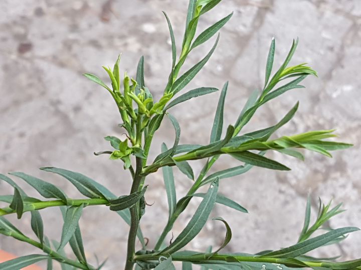 Pianta spontanea in Via Flaminia - Symphyotrichum squamatum