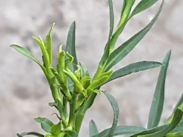 Pianta spontanea in Via Flaminia - Symphyotrichum squamatum