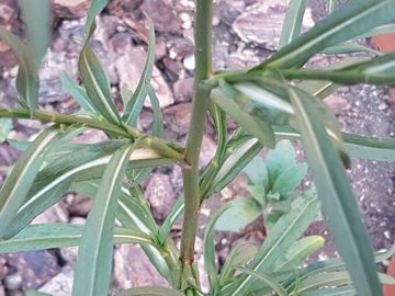 Pianta spontanea in Via Flaminia - Symphyotrichum squamatum