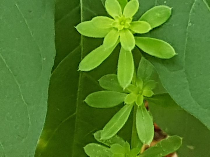 Rubia peregrina