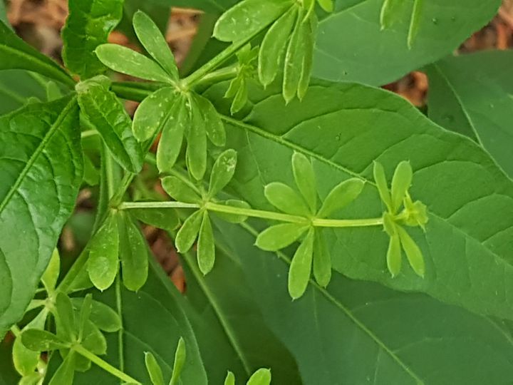 Rubia peregrina