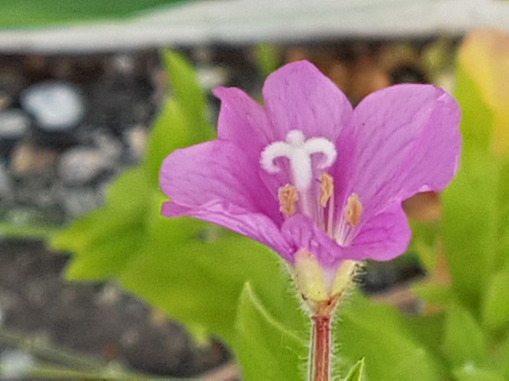 Epilobium hirsutum