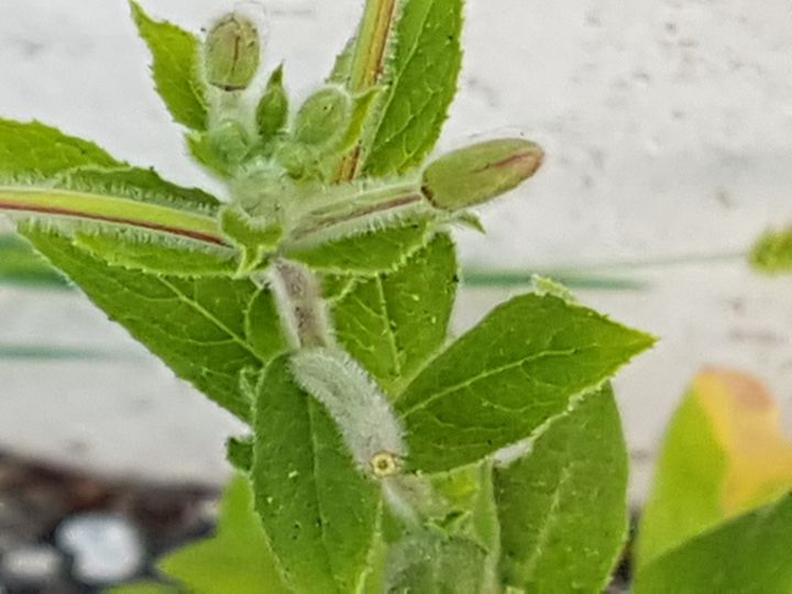 Epilobium hirsutum