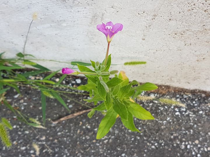 Epilobium hirsutum