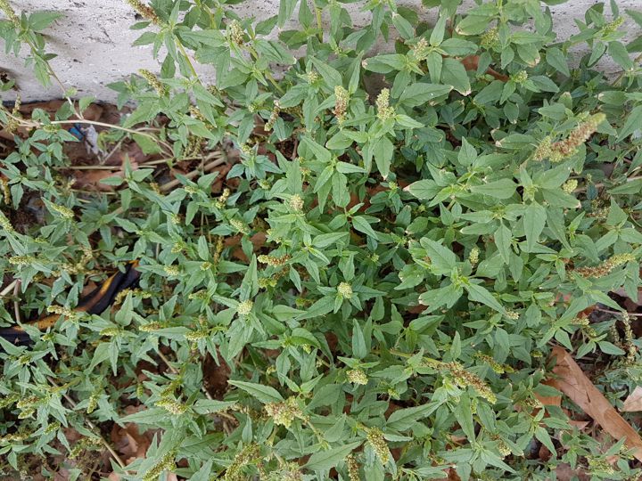 Specie di Amaranthus: Amaranthus deflexus (Amaranthaceae)