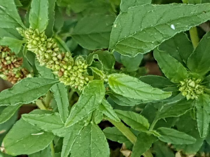 Specie di Amaranthus: Amaranthus deflexus (Amaranthaceae)