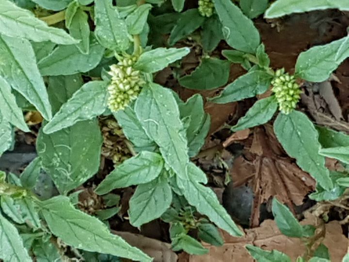 Specie di Amaranthus: Amaranthus deflexus (Amaranthaceae)