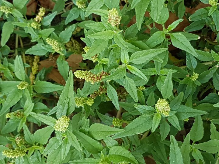 Specie di Amaranthus: Amaranthus deflexus (Amaranthaceae)