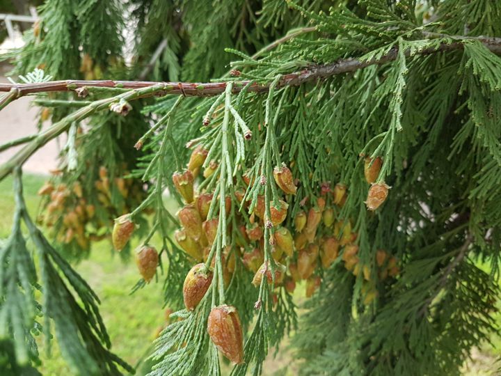 Cipresso incognito: Calocedrus decurrens