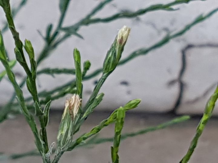 Pianta spontanea in Via Flaminia - Symphyotrichum squamatum