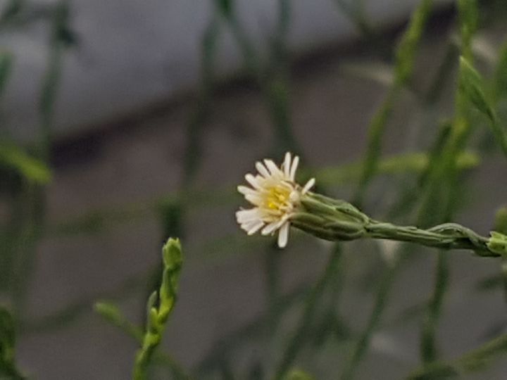 Pianta spontanea in Via Flaminia - Symphyotrichum squamatum