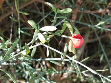 pianta glauca con bacche rosse: Osyris alba ( Santalaceae )