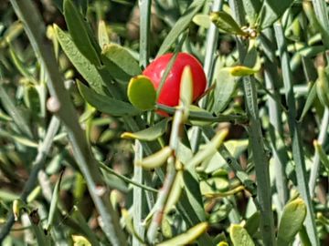 pianta glauca con bacche rosse: Osyris alba ( Santalaceae )
