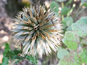 frutto globoso e foglie spinose:  Echinops sp. (Asteraceae)