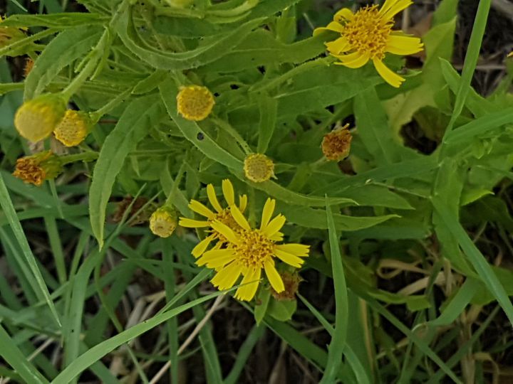 Altra Asteracea con fiori gialli:  Dittrichia viscosa
