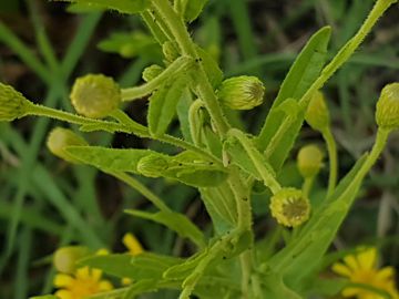 Altra Asteracea con fiori gialli:  Dittrichia viscosa