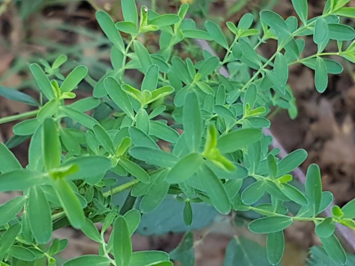 fiore giallo con molti stami - Hypericum sp.