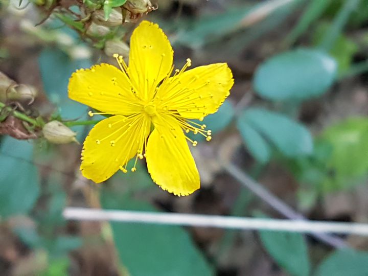 fiore giallo con molti stami - Hypericum sp.