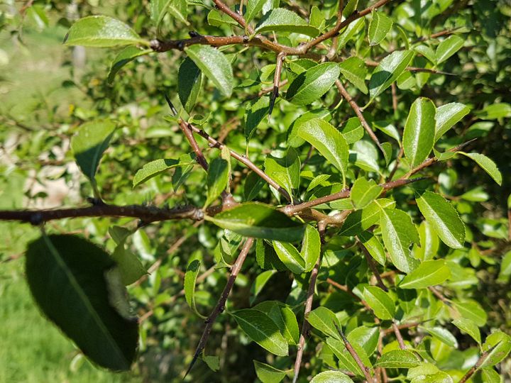 Arbusto con lunghi spini legnosi:  Prunus spinosa