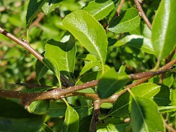 Arbusto con lunghi spini legnosi:  Prunus spinosa