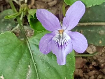 Viola nel parco: Viola reichenbachiana