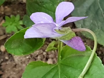 Viola nel parco: Viola reichenbachiana