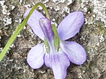 Viola nel parco: Viola reichenbachiana