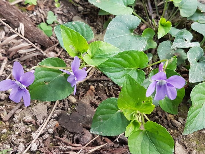 Viola nel parco: Viola reichenbachiana