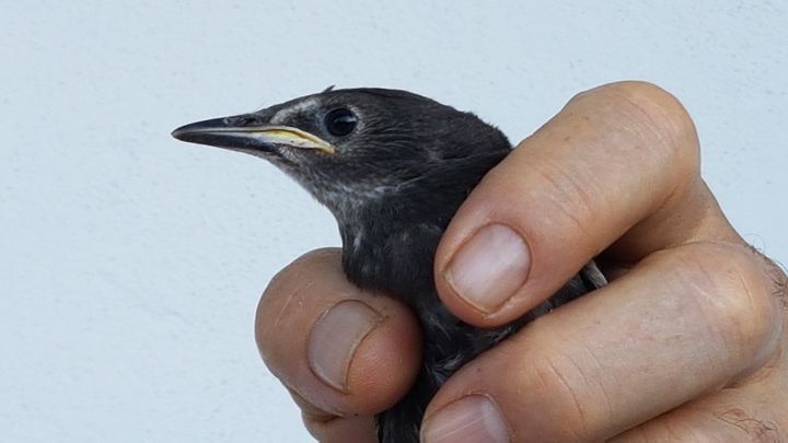 Passero solitario?  No, giovane Storno