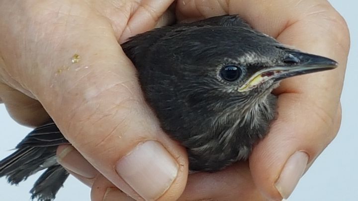 Passero solitario?  No, giovane Storno