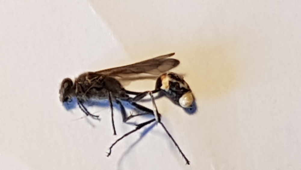 Sphecidae: Isodontia mexicana