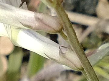 Vicia pseudocracca