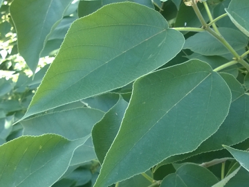 Broussonetia papyrifera / Gelso da carta