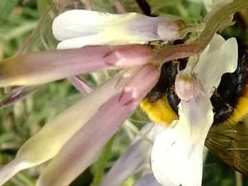 Vicia pseudocracca