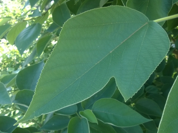 Broussonetia papyrifera / Gelso da carta