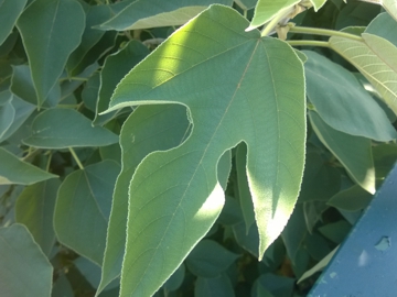 Broussonetia papyrifera / Gelso da carta