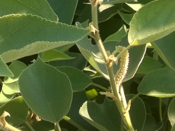 Broussonetia papyrifera / Gelso da carta