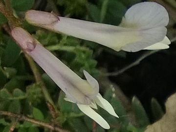 Vicia pseudocracca